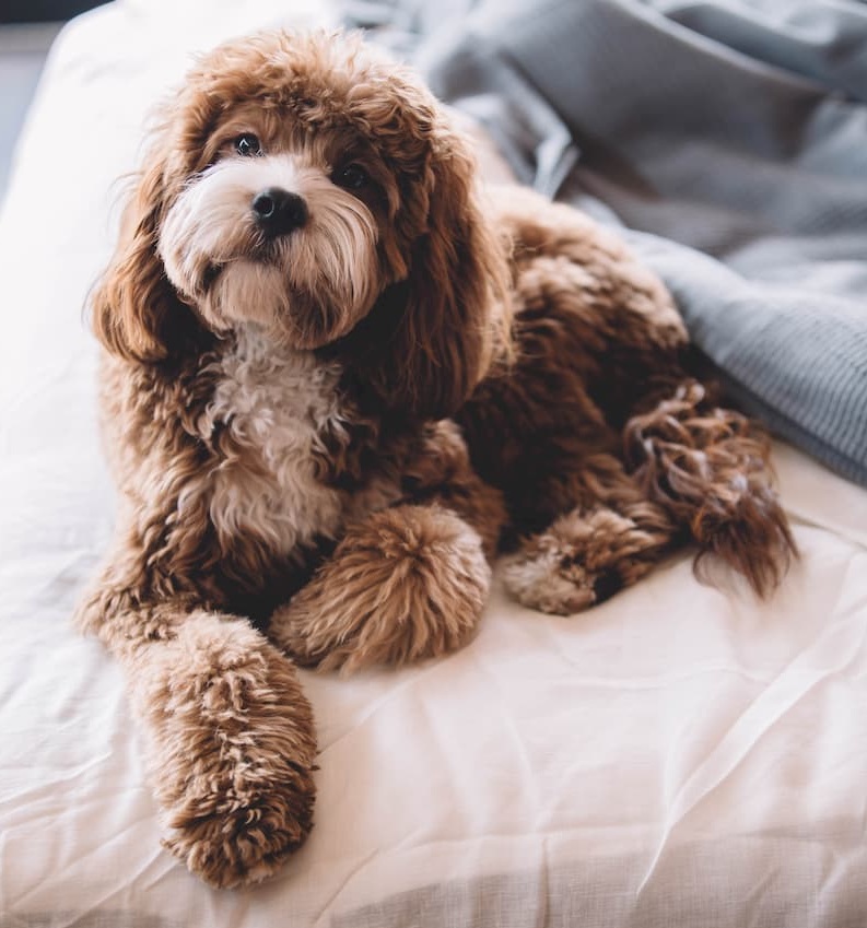 Cute puppy photo